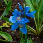 fleur, montagne, botanique, nature, plante, jardin, floraison, pavot, pétales, flore, naturopathe haute loire