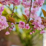 naturopathe haute loire